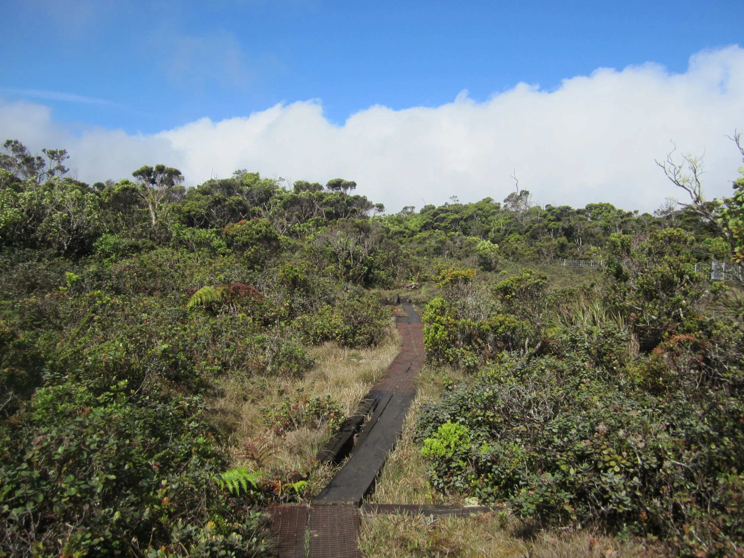 Kauai trail — IT Transformations & Mergers